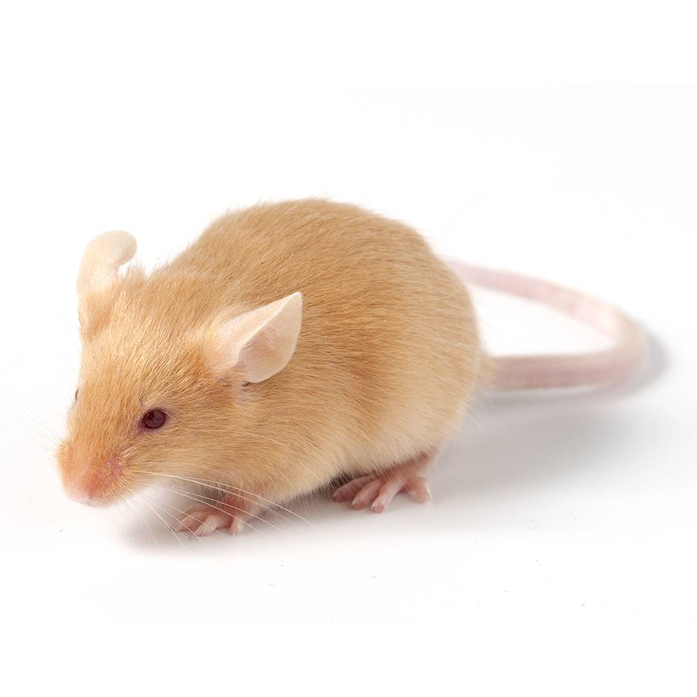 Se débarrasser des souris en 10 étapes : notre avis !