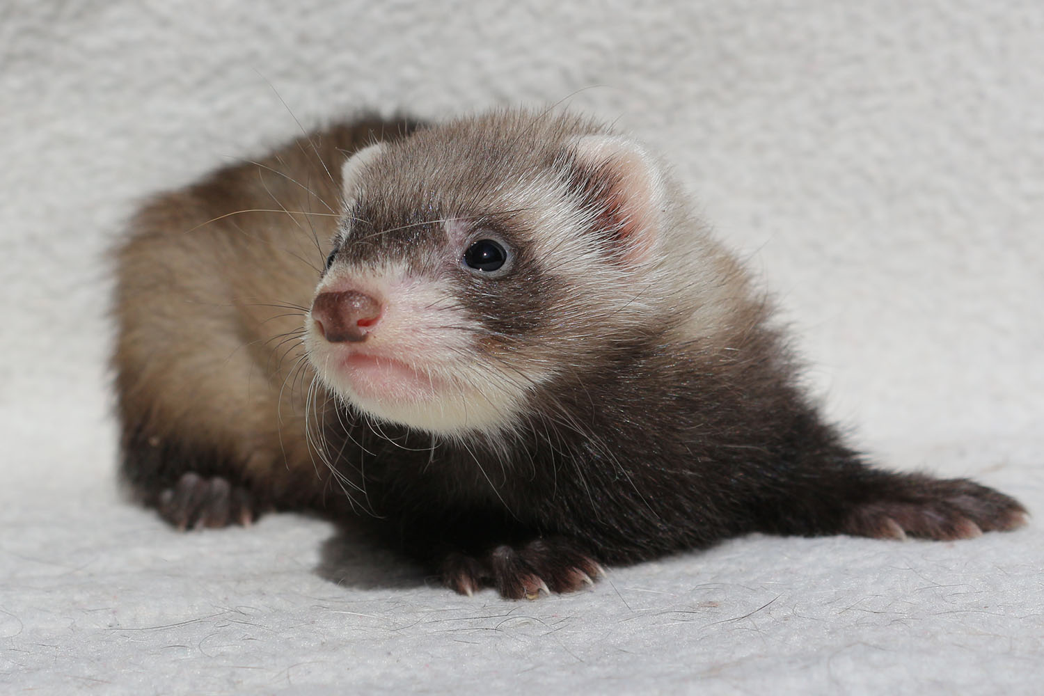 Furet : est-ce qu'il aime promener dans votre logement ?